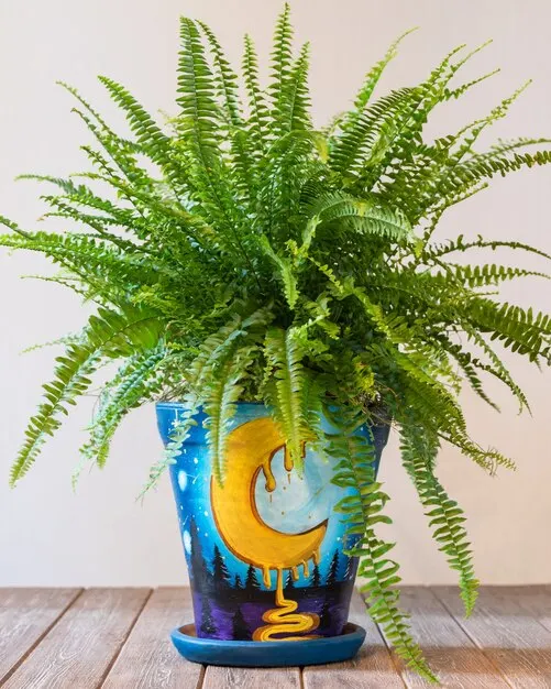 Plantas De Sombra Samambaia(2)