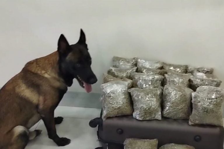 BPFron apreende Skunk em Umuarama com auxílio de cão de faro.