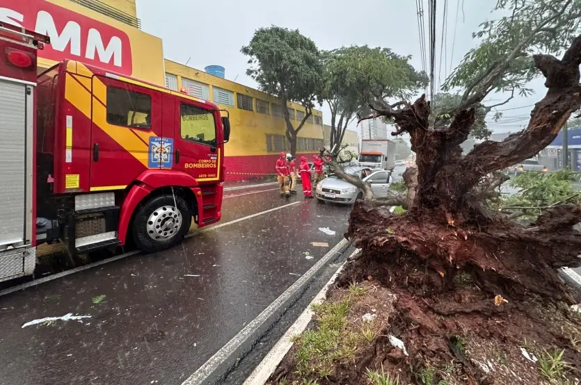 Temporal Em Umuarama árvore Cai Em Veículo (5)