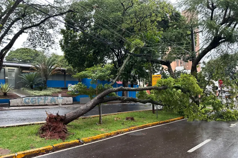 Temporal Umuarama Queda árvore Carro (1)