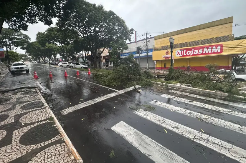 Temporal Umuarama Queda árvore Carro (4)