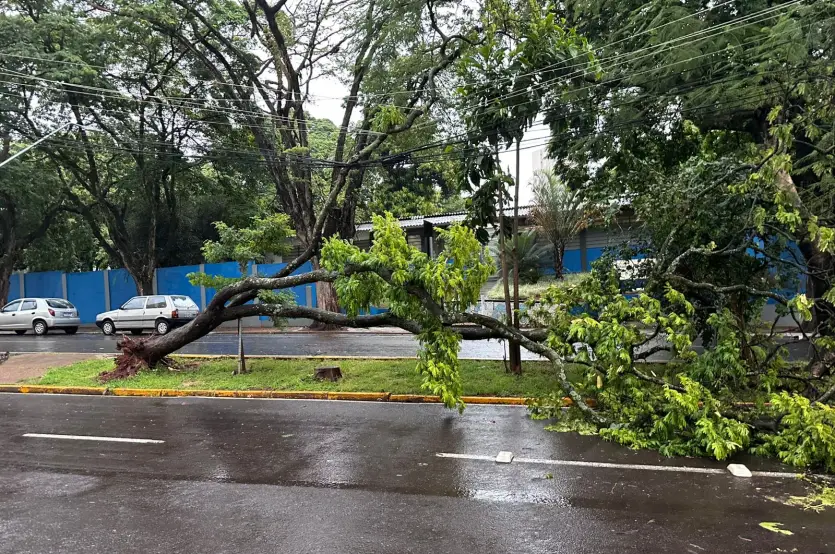 Temporal Umuarama Queda árvore Carro (5)