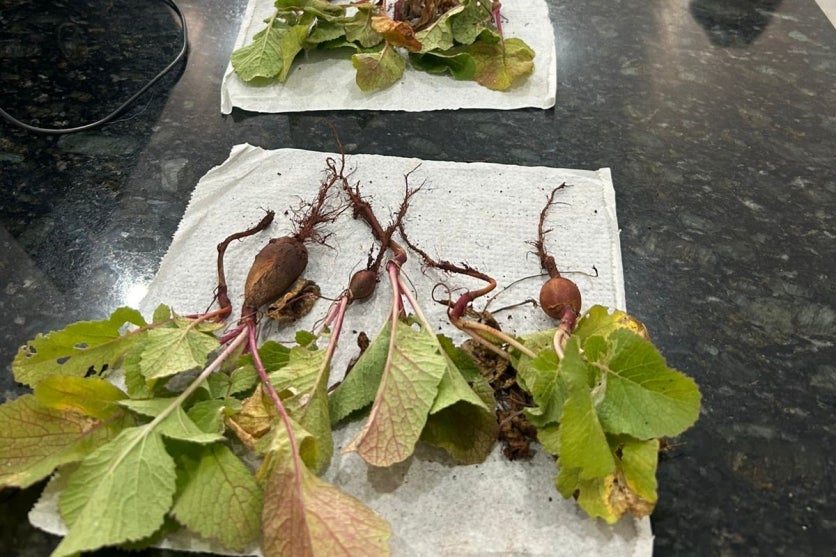 Whatsapp Image 2025 01 14 At 20.03.48