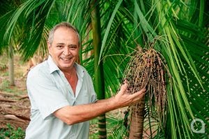 1 Bancário Aposentado Investe No Cultivo Do Açaí Em Umuarama