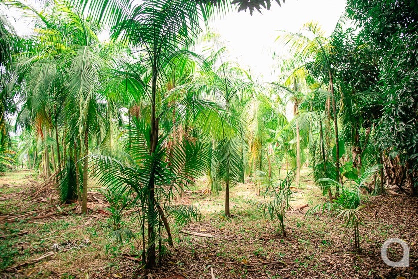 10 Bancário Aposentado Investe No Cultivo Do Açaí Em Umuarama