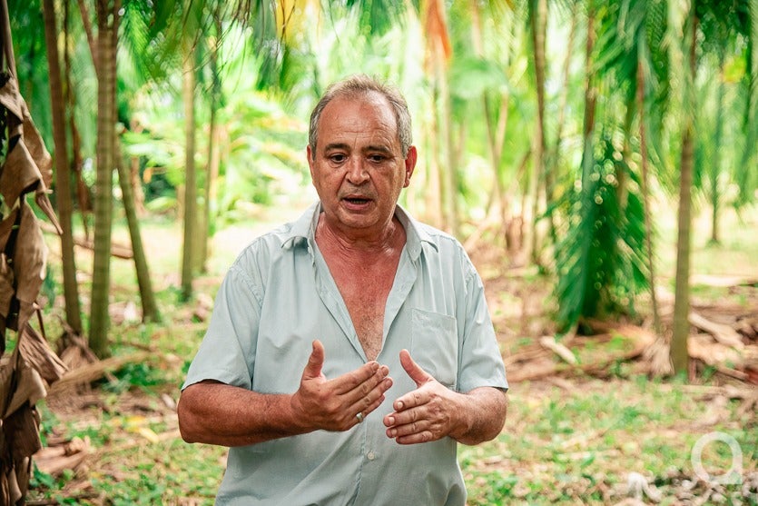 13 Bancário Aposentado Investe No Cultivo Do Açaí Em Umuarama