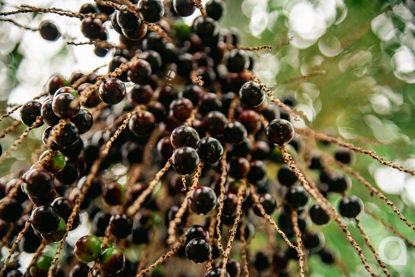20 Bancário Aposentado Investe No Cultivo Do Açaí Em Umuarama