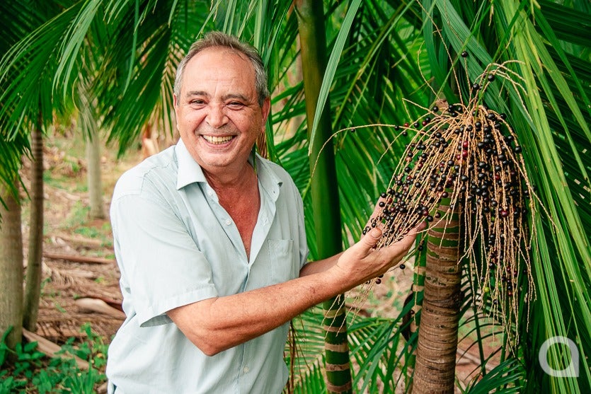 3 Bancário Aposentado Investe No Cultivo Do Açaí Em Umuarama
