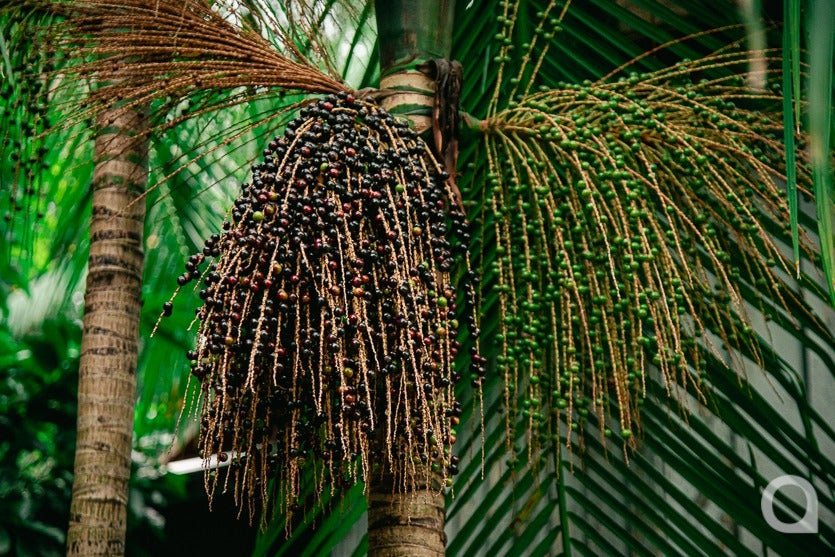 4 Bancário Aposentado Investe No Cultivo Do Açaí Em Umuarama