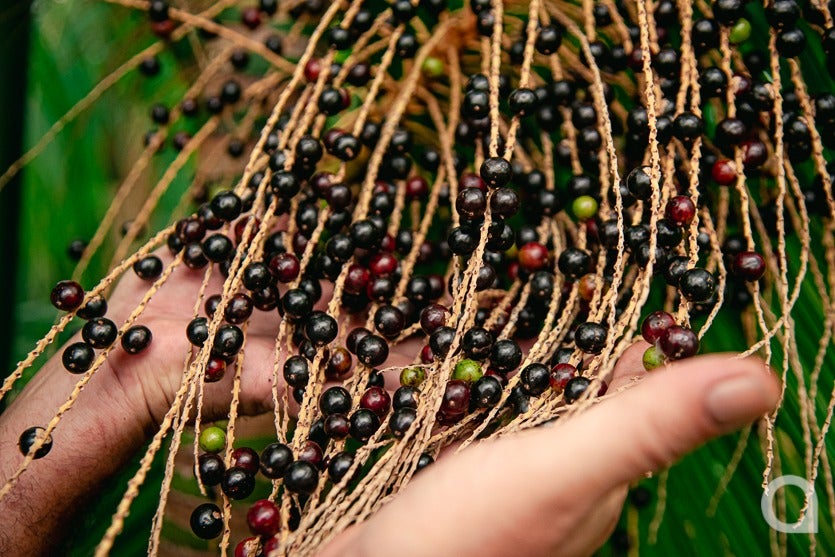 5 Bancário Aposentado Investe No Cultivo Do Açaí Em Umuarama
