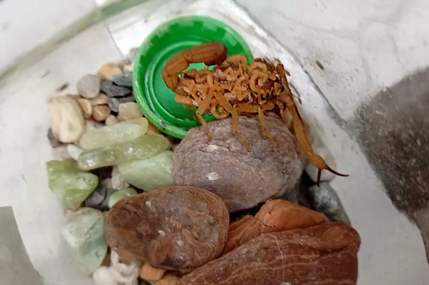 Agentes Capturam 55 Escorpiões Amarelos Na Região Do Alvorada (1)