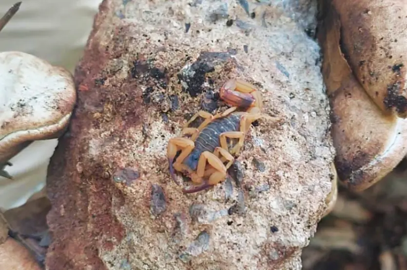 Agentes Capturam 55 Escorpiões Amarelos Na Região Do Alvorada (2)