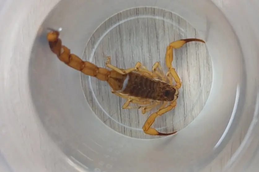 Agentes Capturam 55 Escorpiões Amarelos Na Região Do Alvorada (3)