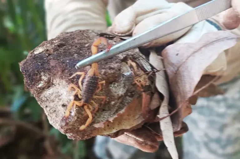 Agentes Capturam 55 Escorpiões Amarelos Na Região Do Alvorada (4)