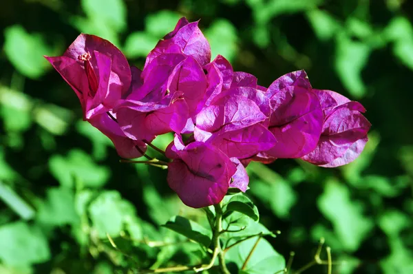 Bougainvillea O Segredo Para Sua Primavera Estar Sempre Florida (2)