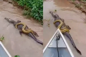 Cobra Pega Carona Em Jacaré