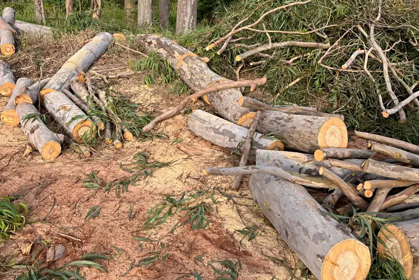 Corte Ilegal De Eucaliptos é Flagrado Pela Polícia Em Umuarama (2)
