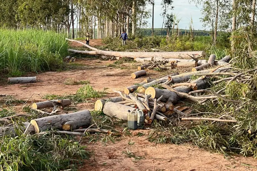 Corte Ilegal De Eucaliptos é Flagrado Pela Polícia Em Umuarama (3)