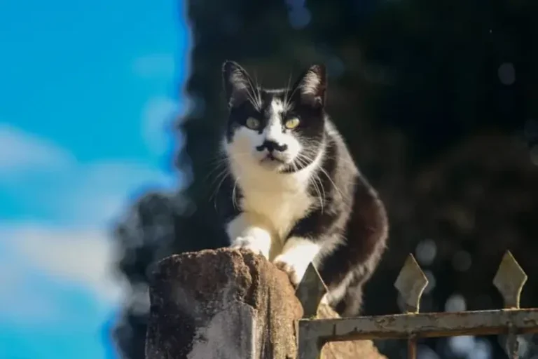 Foto do gato Bigode em cima de um muro com o céu azul no fundo. Imagem para ilustrar a matéria sobre o dia do gato.