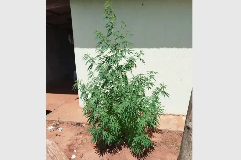 Dois Pés De Cannabis São Apreendidos Pela Pm Em Cafezal Do Sul (1)