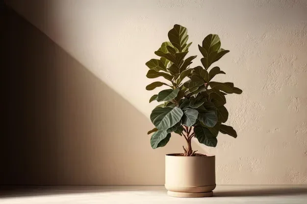 Ficus Lyrata Plantado Em Vaso E Colocado Em Ambiente Iluminado (2)