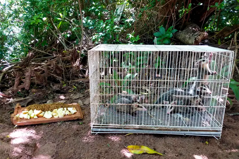 Filhotes De Gambá Resgatados Em Umuarama Voltam Para Natureza (3)