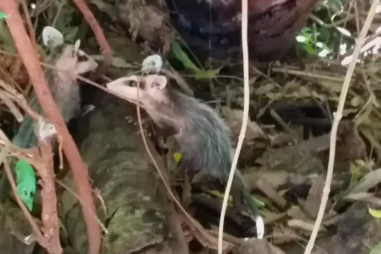 Filhotes De Gambá Resgatados Em Umuarama Voltam Para Natureza (6)