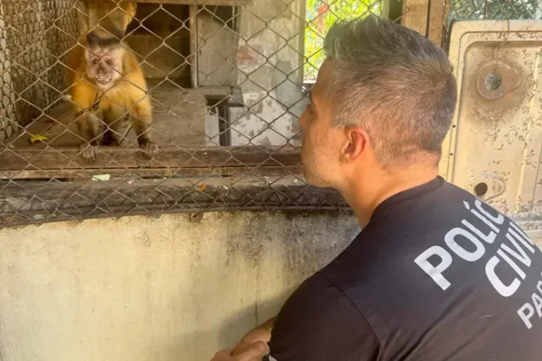 Macaco Prego Que Viveu 31 Anos Preso Em Uma Gaiola é Resgatado (1)