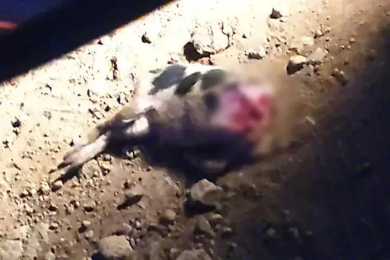 Onça Ataca Porco Em Goioerê