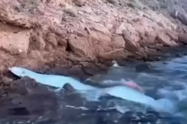 Captura de tela do vídeo que mostra o 'peixe do fim do mundo' encalhado no litoral brasileiro.