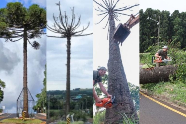Araucária centenária seca e é derrubada, em Pato Branco. Na foto, uma sequência de imagens da árvore secando até seu corte final.