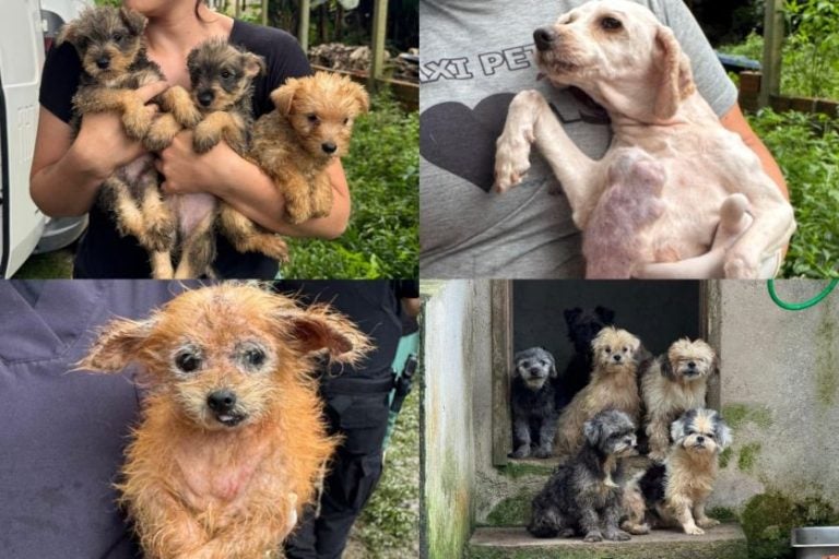 Mais de 130 cães vítimas de maus-tratos são resgatados pela PCPR. Na foto, uma colagem imagens dos animais resgatados.