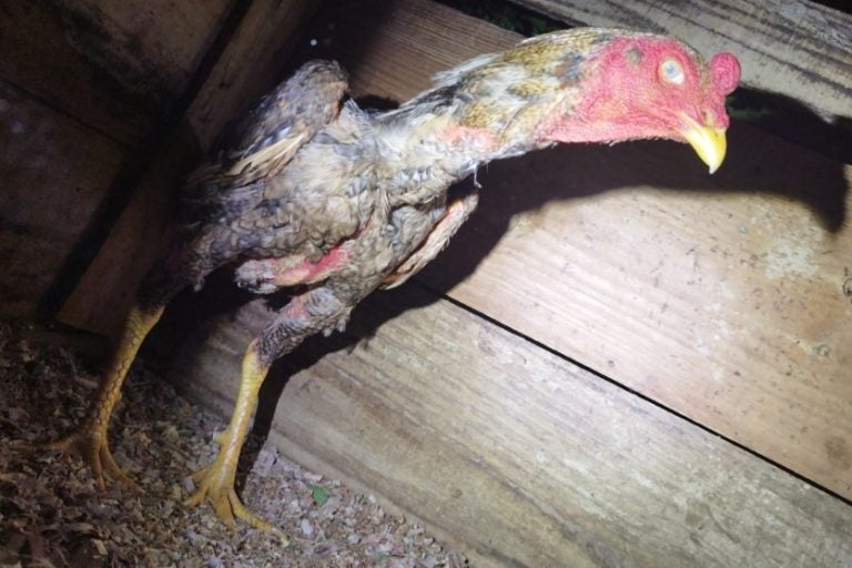 Rinha de galo em Iporã é flagrada pela PM. Na foto, um dos animais apreendidos.