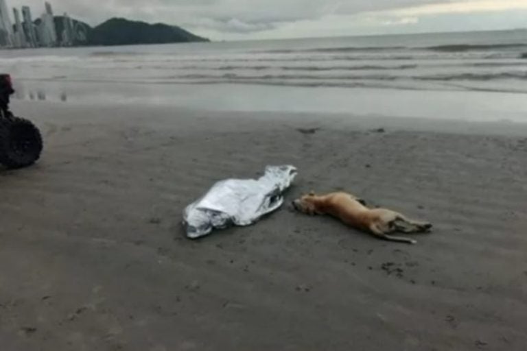 Cão permanece ao lado de morador de rua que morreu afogado. Na foto, o animal do lado do corpo do amigo.