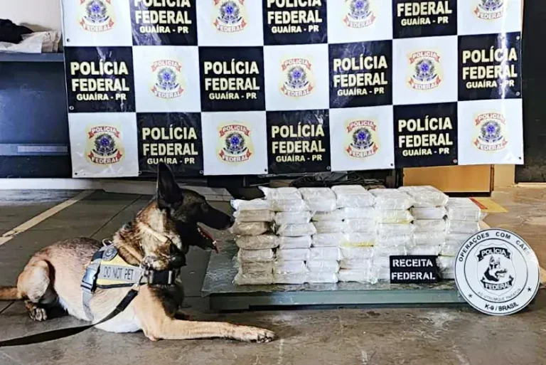 Cão Farejador Com Carga De Cocaína Apreendida