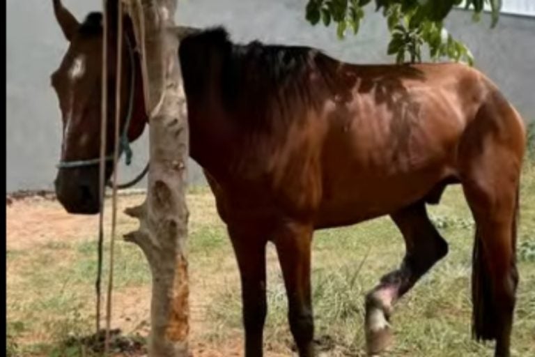 Cavalos resgatados: . os animais foram encontrados amarrados e abandonados, apresentando sinais evidentes de abuso.