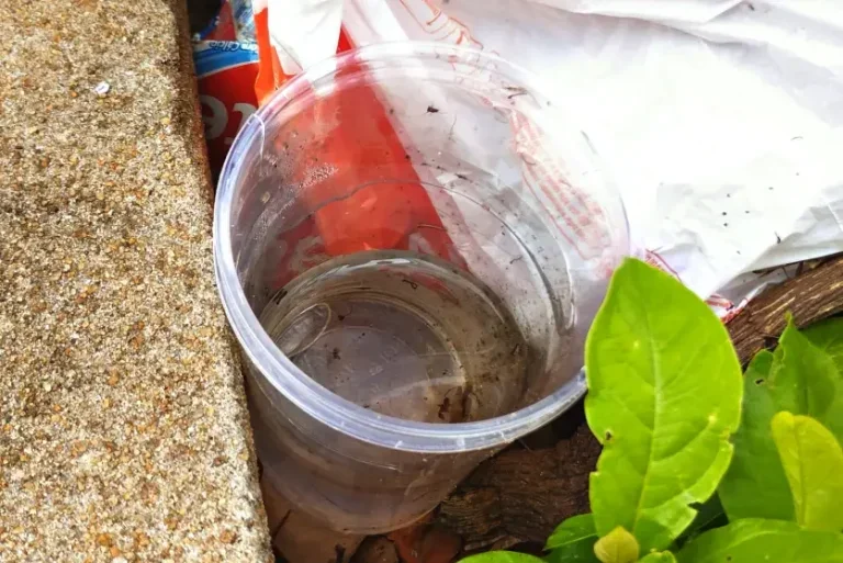 Dengue Copo Com água Parada