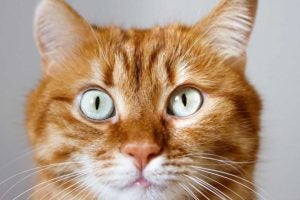 Gatos Guardam Rancor Dos Donos