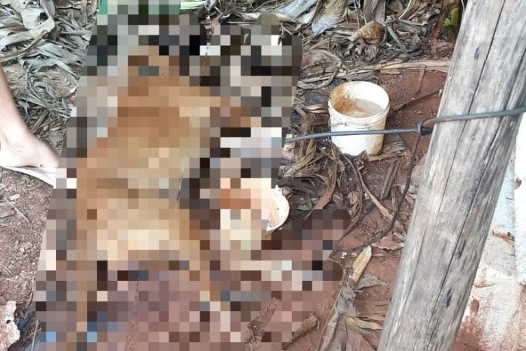 Além do pitbull morto, a polícia encontrou outro cachorro da mesma raça, que estava solto e com acesso a comida e água.