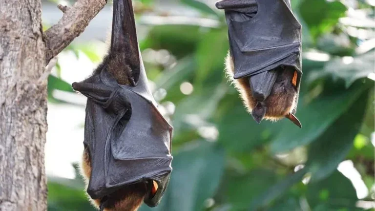 Novo Coronavirus Descoberto Na China Obemdito