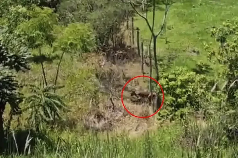 Onça de Umuarama: O OBemdito não conseguiu verificar a autenticidade das imagens.