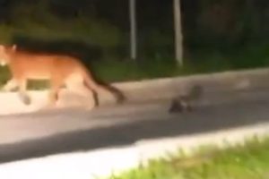 Onça em Umuarama: no fim de semana, vídeos compartilhados nas redes sociais mostram o felino em dois pontos diferentes.