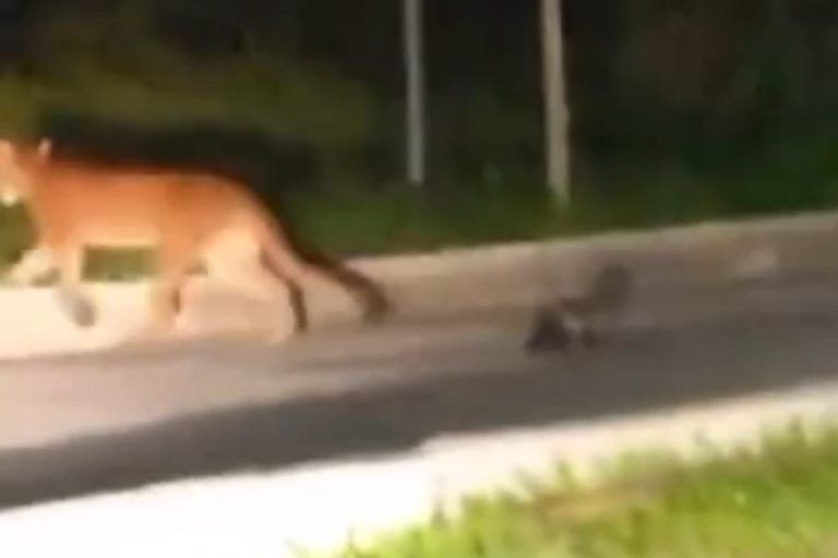 Onça em Umuarama: no fim de semana, vídeos compartilhados nas redes sociais mostram o felino em dois pontos diferentes.