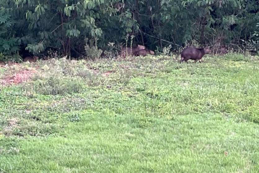 Onça No Lago Aratimbó 