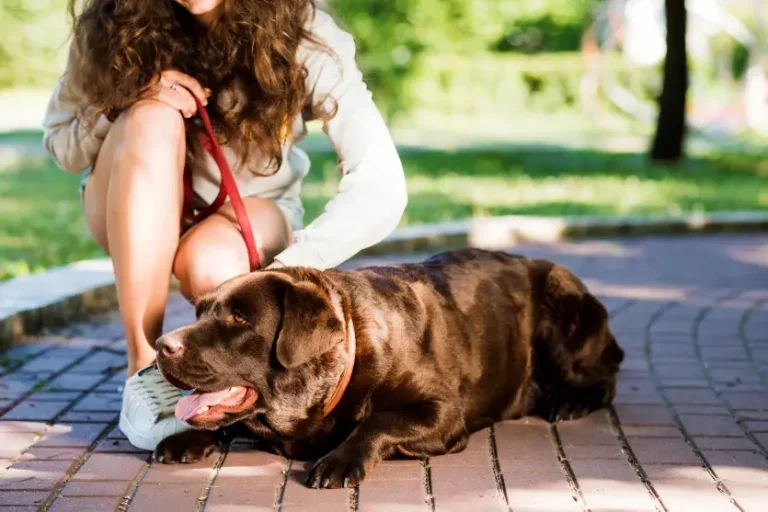 Labrador chocolate deitado ao lado de uma mulher morena em uma calçada em um parque. Foto para ilustrar uma matéria sobre a onda de calor no Brasil e como ela atinge os animais.