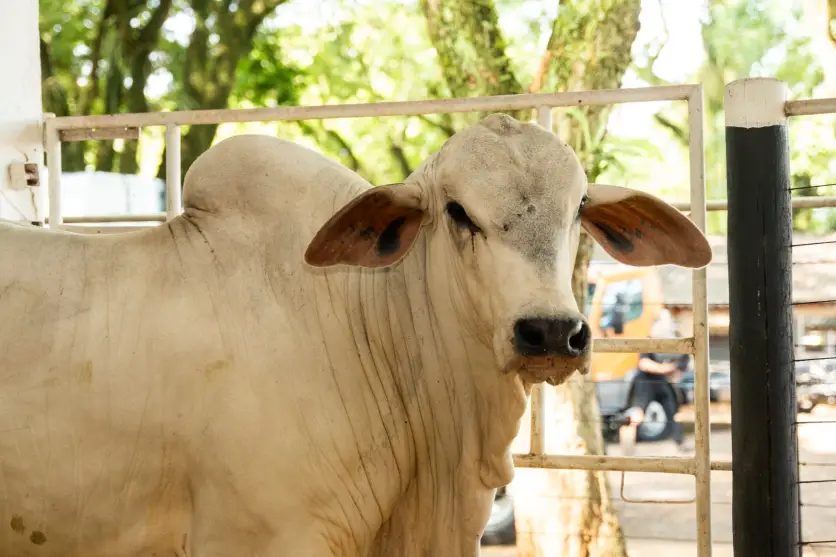 50ª Expo Umuarama Inicia Hoje Com Expectativa De Público Recorde (2)