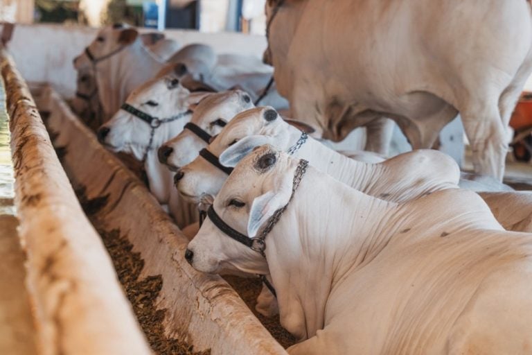Expo Umuarama: entre as principais atrações estão touros, bois e vacas, especialmente da raça Nelore, tradicional na pecuária de corte do Estado.