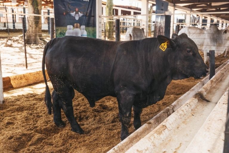 Expo Umuarama Encerra Agenda De Leilões Neste Fim De Semana