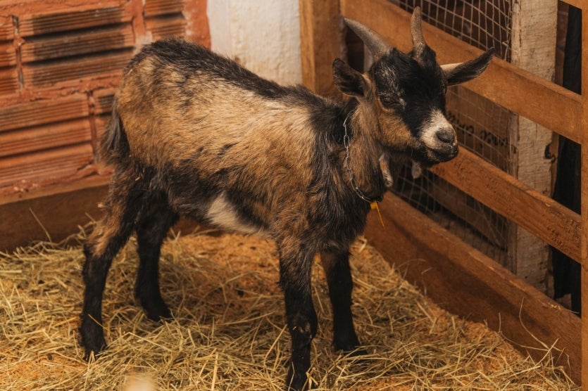 Expo Umuarama Exposição Tem Casinhas Com Abelhas Produzindo (2)