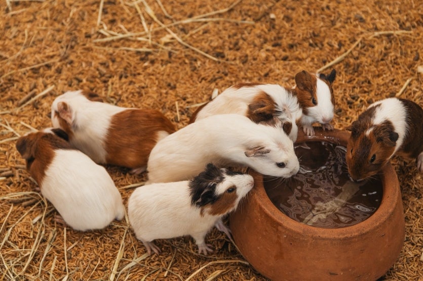 Expo Umuarama Exposição Tem Casinhas Com Abelhas Produzindo (3)